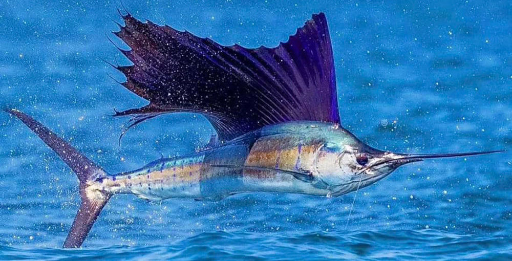Источник: fishcostarica.org