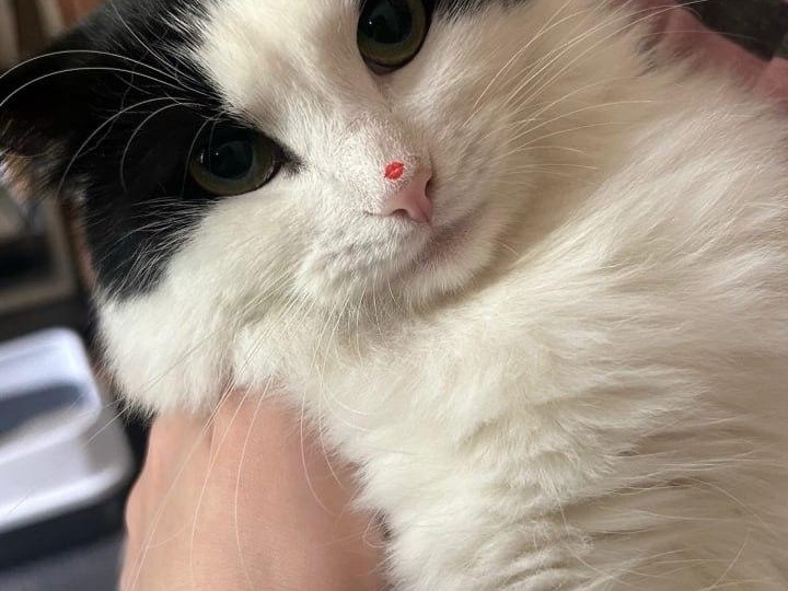 🐾Привет из дома от пушистика Шарля он же Гена😽🐈