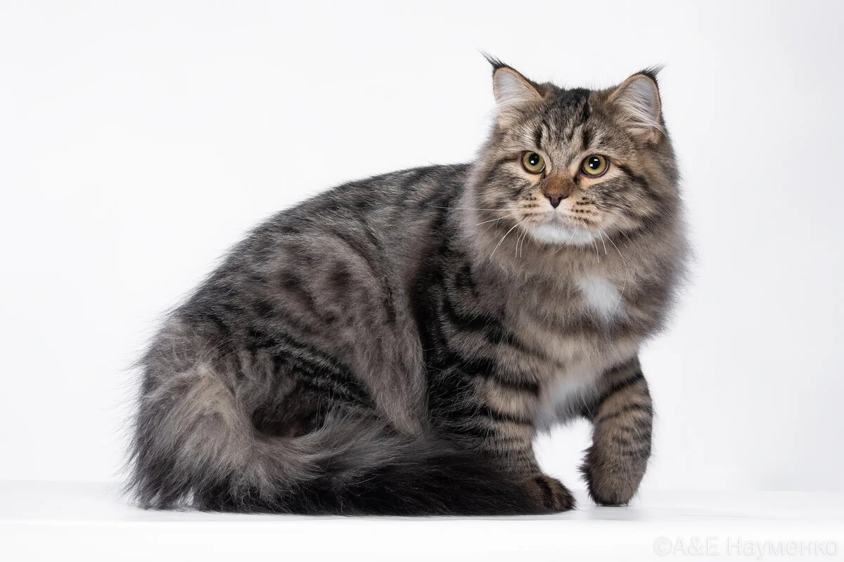 Сибирская кошка.