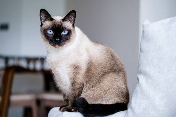 Сиамская кошка.