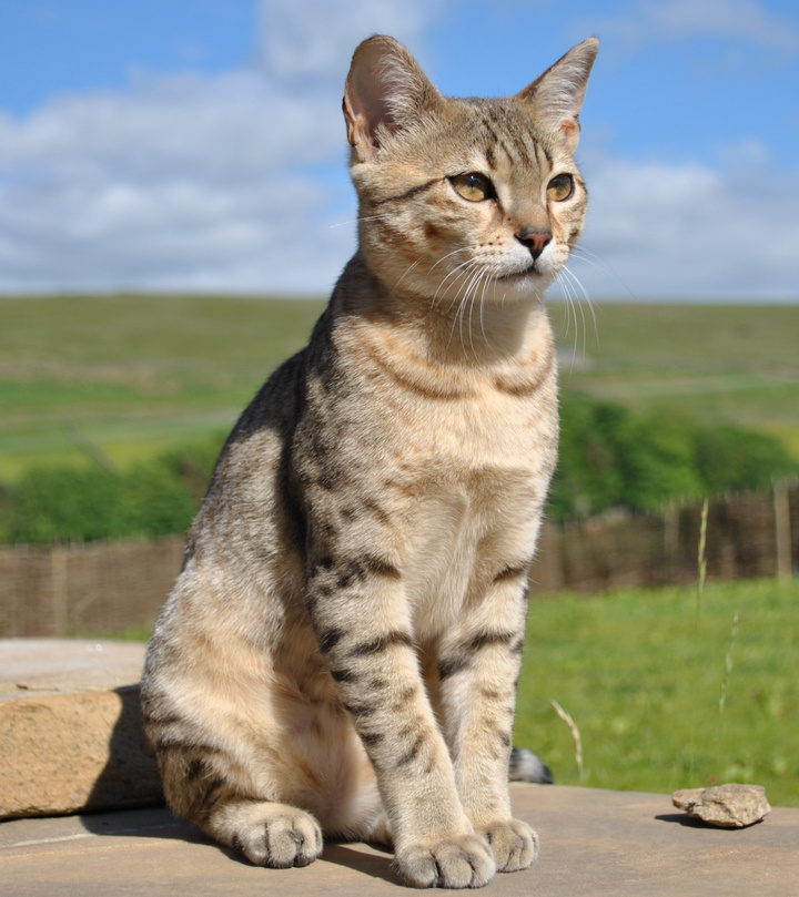 Еггипетская кошка.