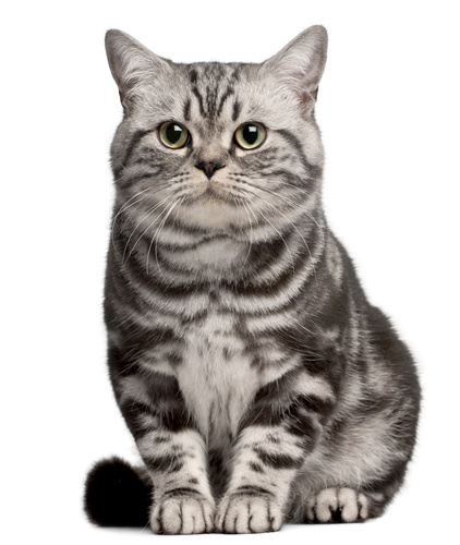 Бразильская кошка.