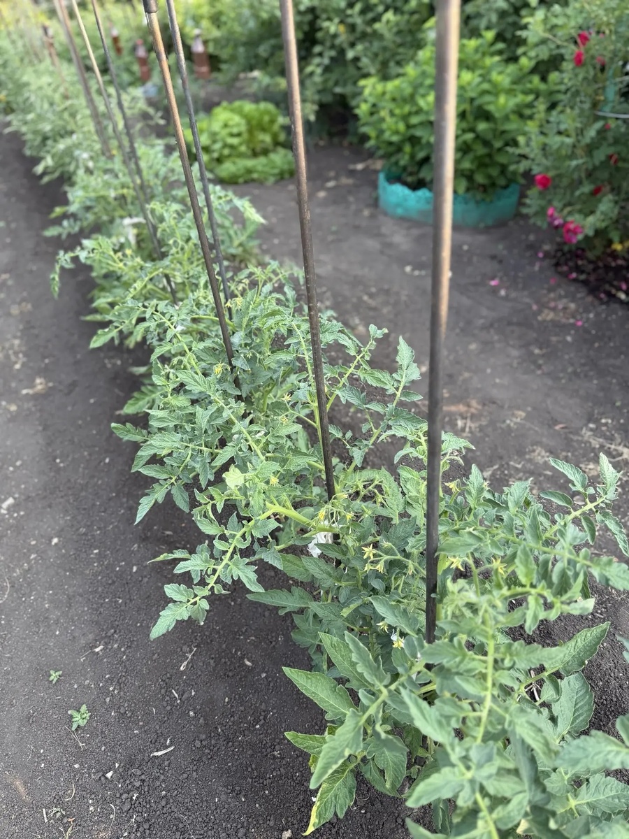 🍅