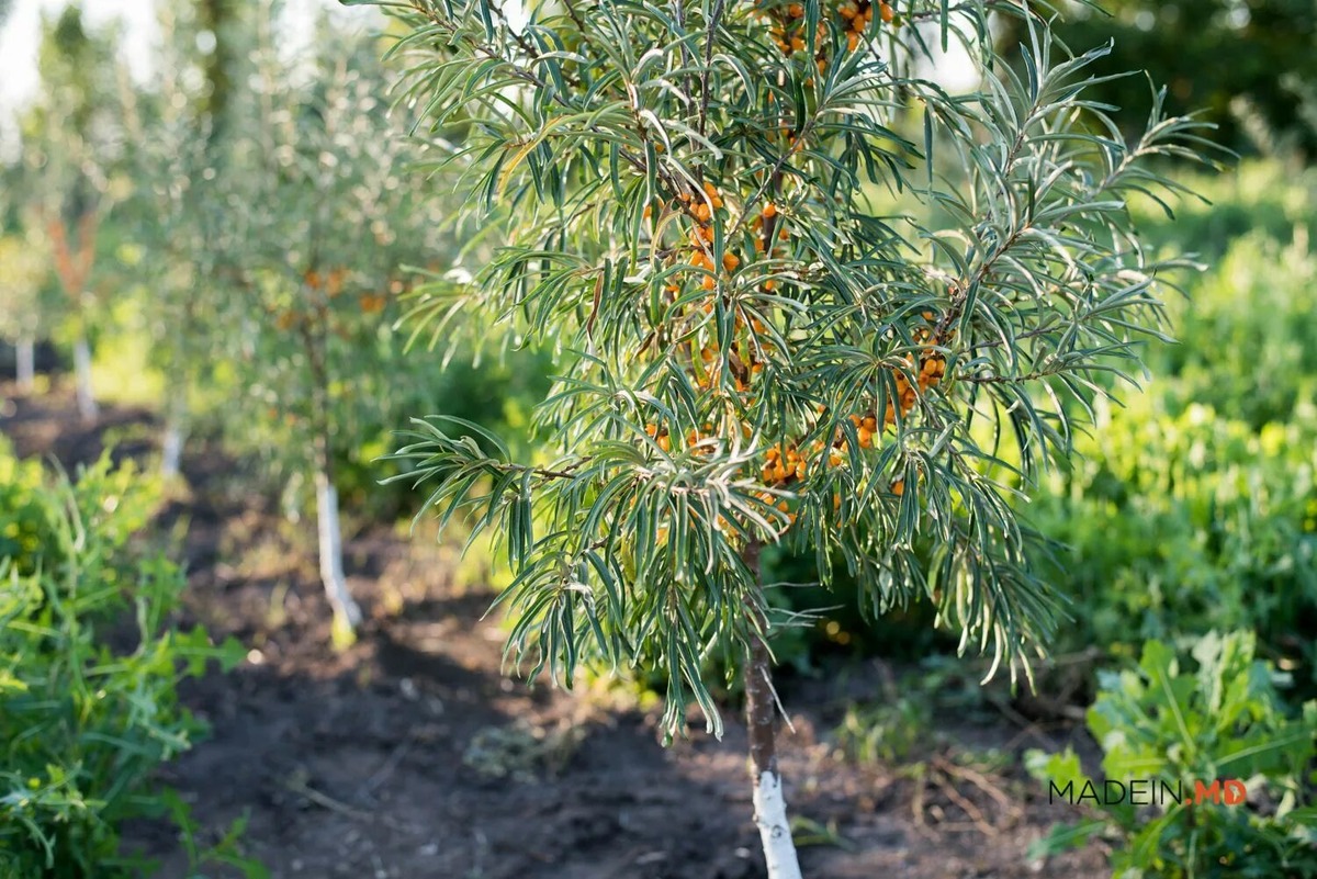 agroexpert.md
