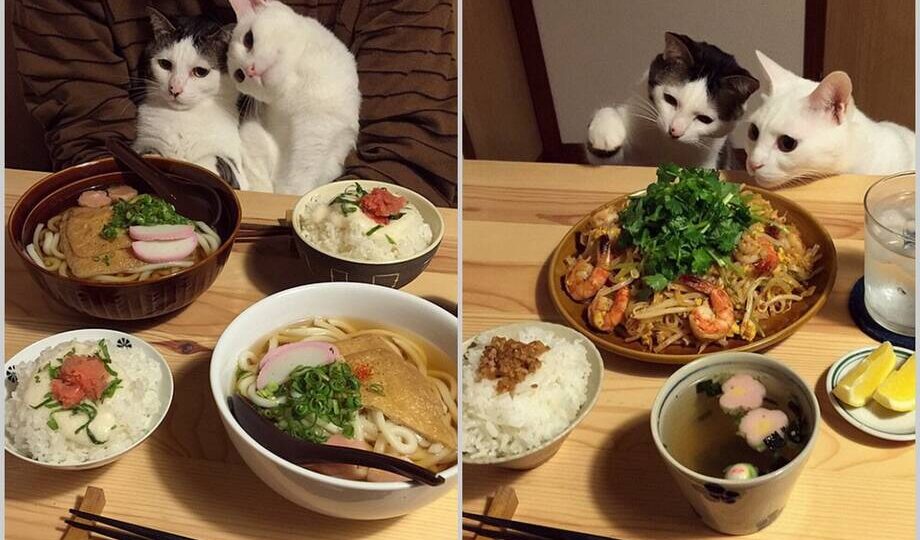 15 фото кошек из Японии, которые всегда наблюдают за трапезой хозяев