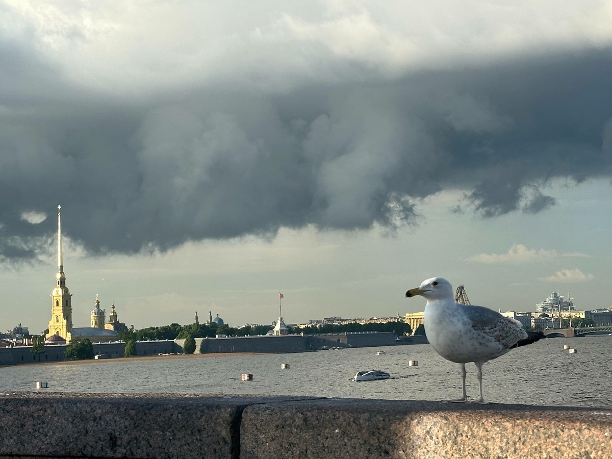    Фото: "Бриф24"
