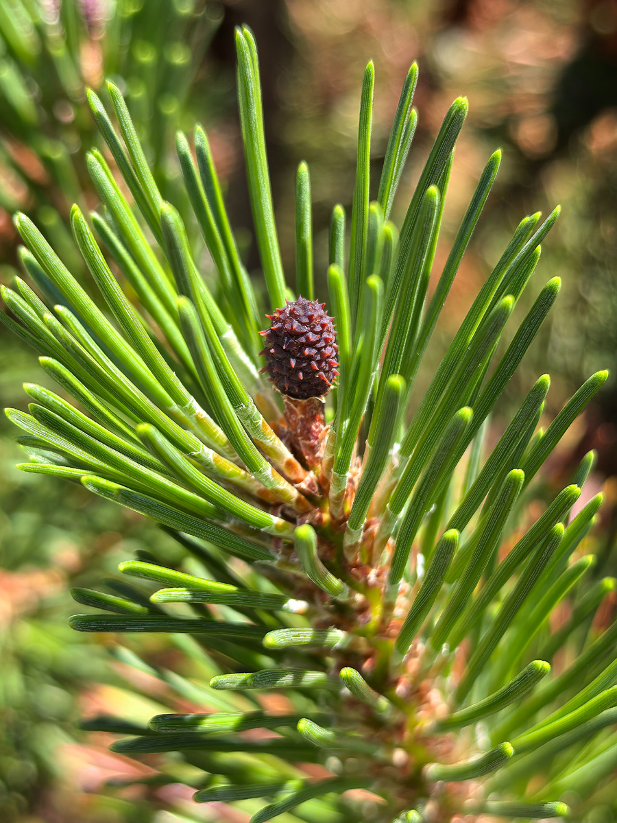 2.
