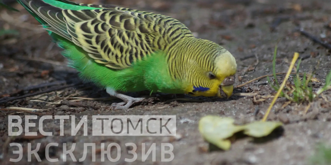 Томский школьник спас попугая, жившего среди голубей