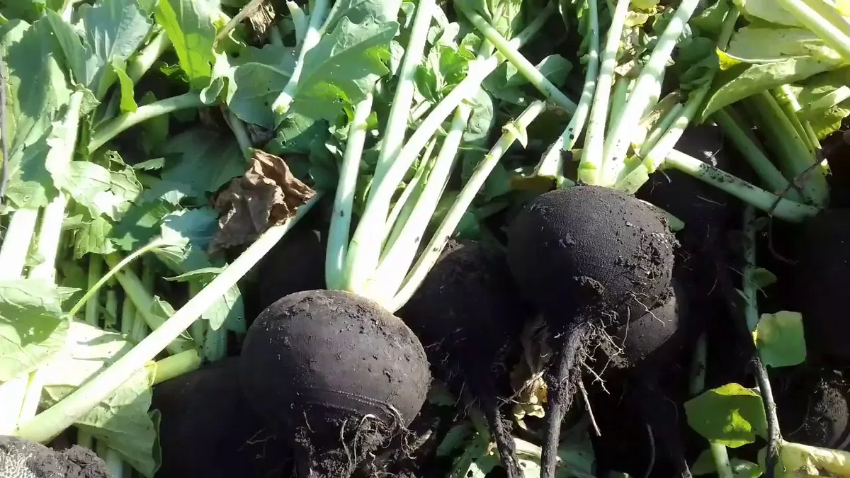 Черная редька