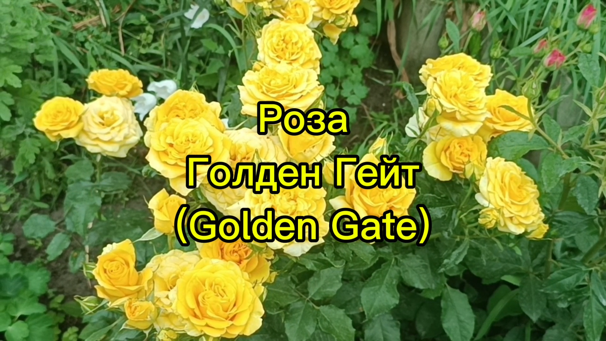 Роза Золотые Ворота (Golden Gate).