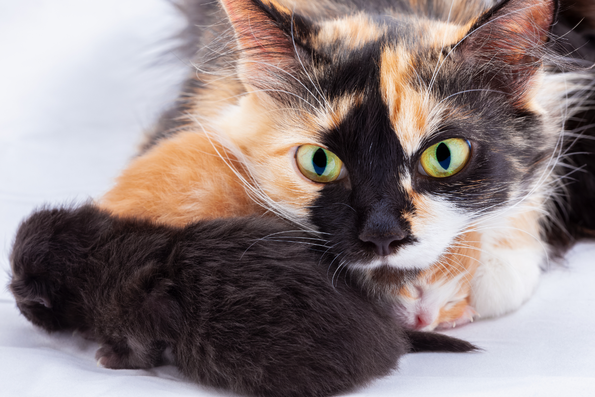 Кошка с котёнком 