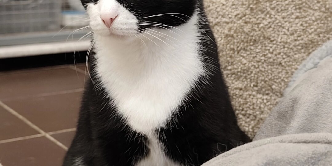Добрых снов от котов 🐈‍⬛🐈🌛🌚