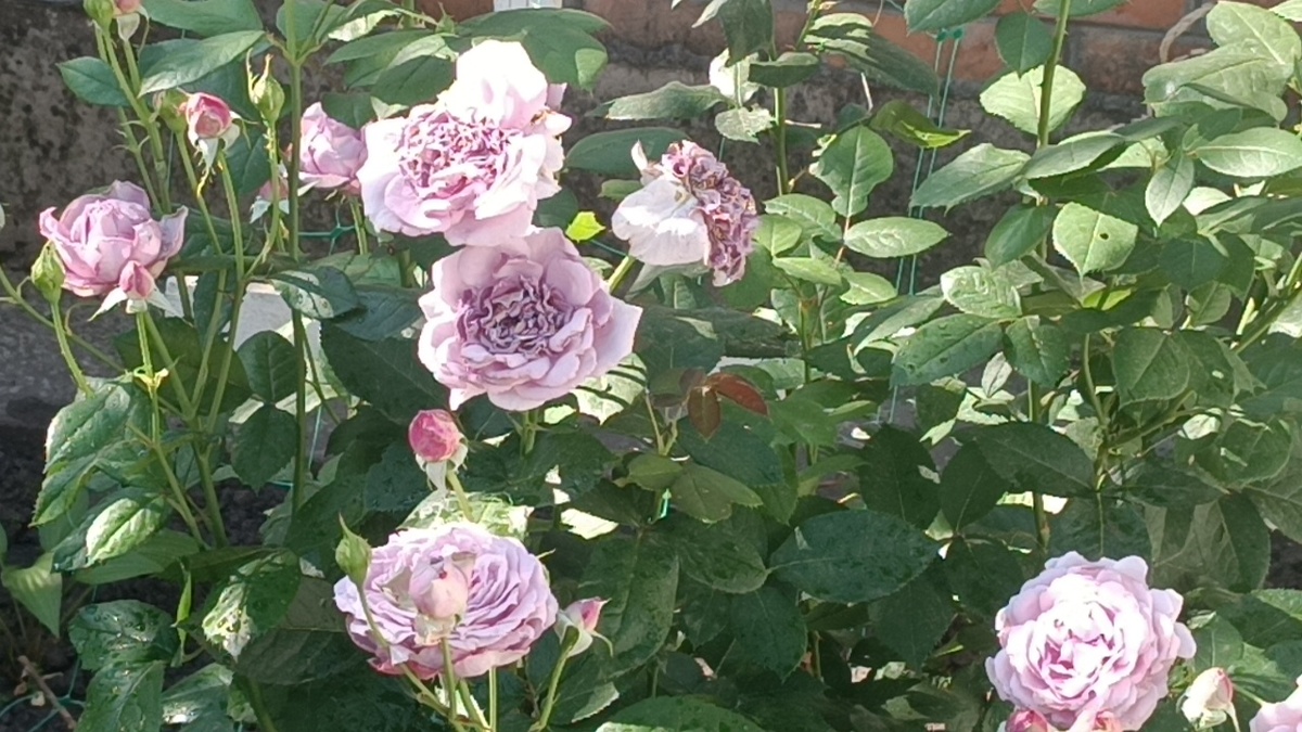 Роза Новалис (Novalis).