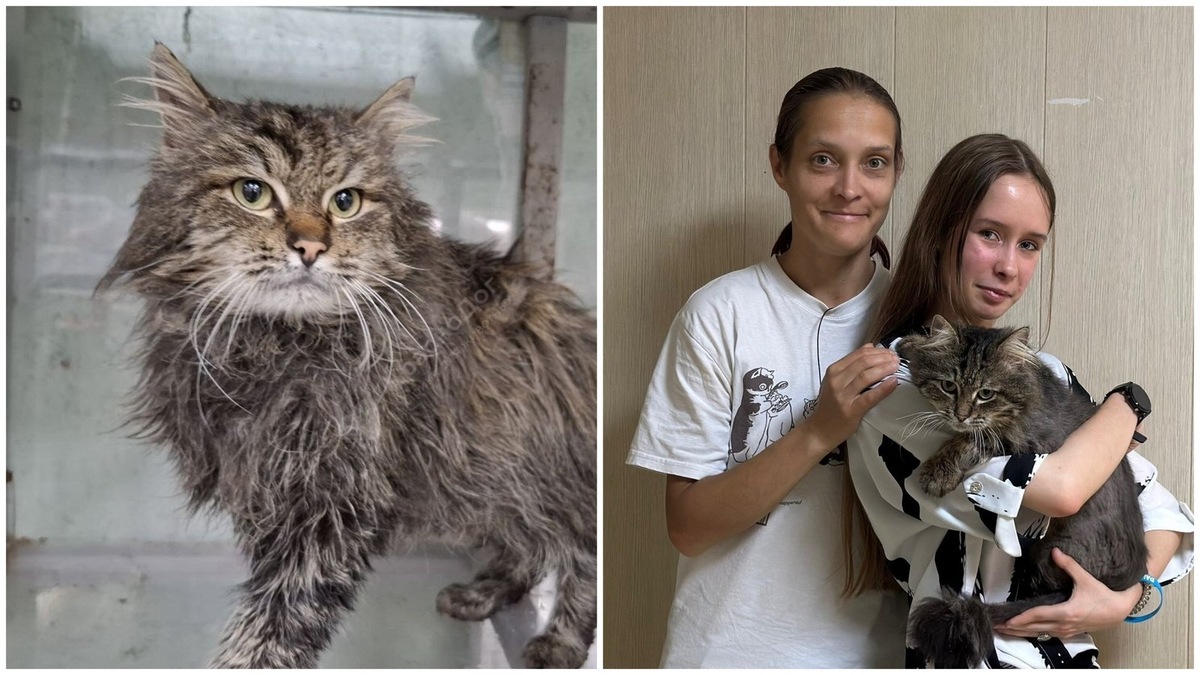    Приморец — один из котов, спасенных после экологической катастрофы в районе Туапсе