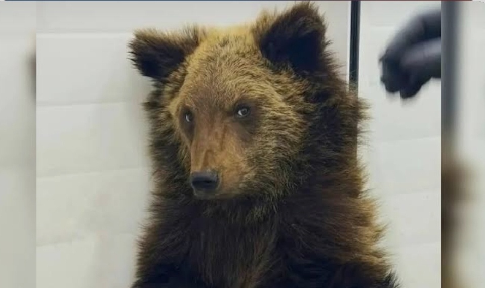 Медвежонок Ёжик 