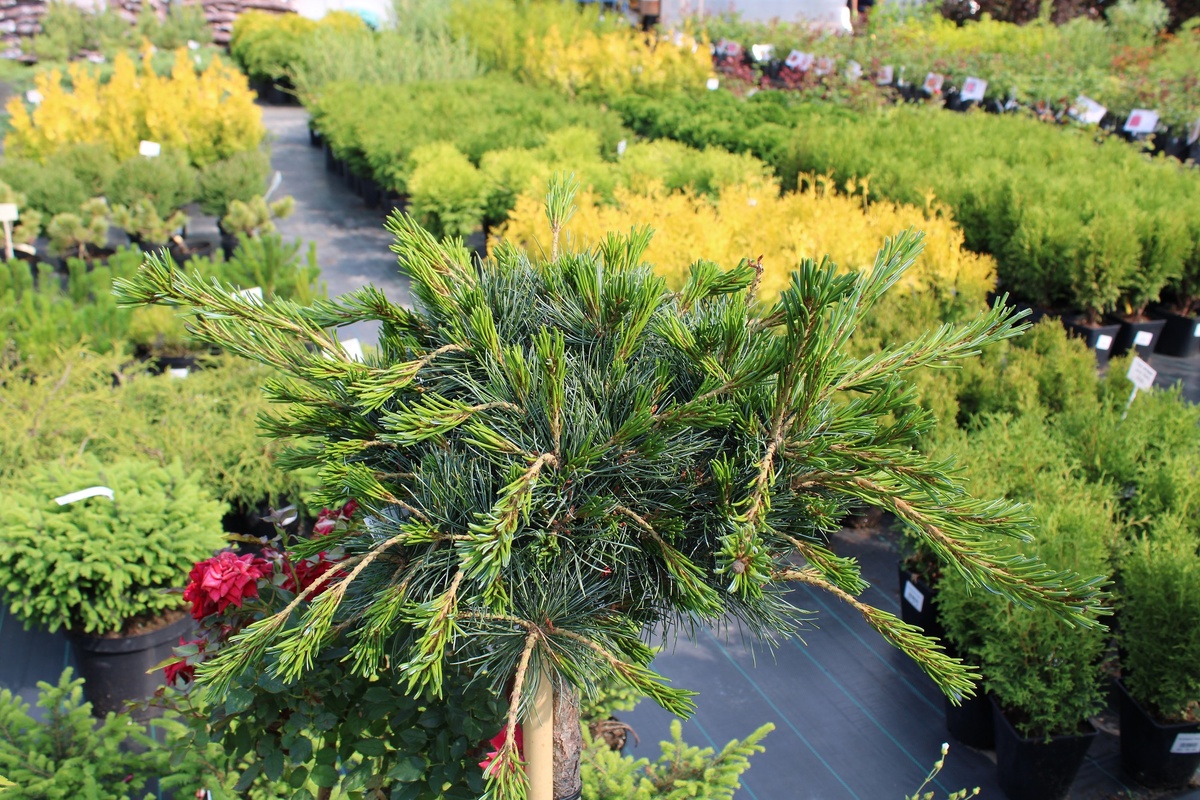 На фото сосна мелкоцветная или мелкоцветковая Негиши (Pinus parviflora Negishi)