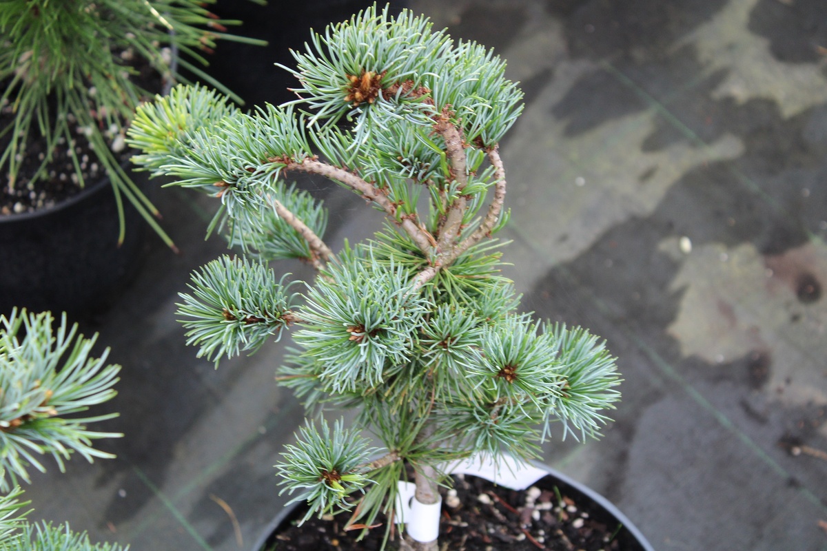 На фото сосна мелкоцветная или мелкоцветковая Негиши (Pinus parviflora Negishi)