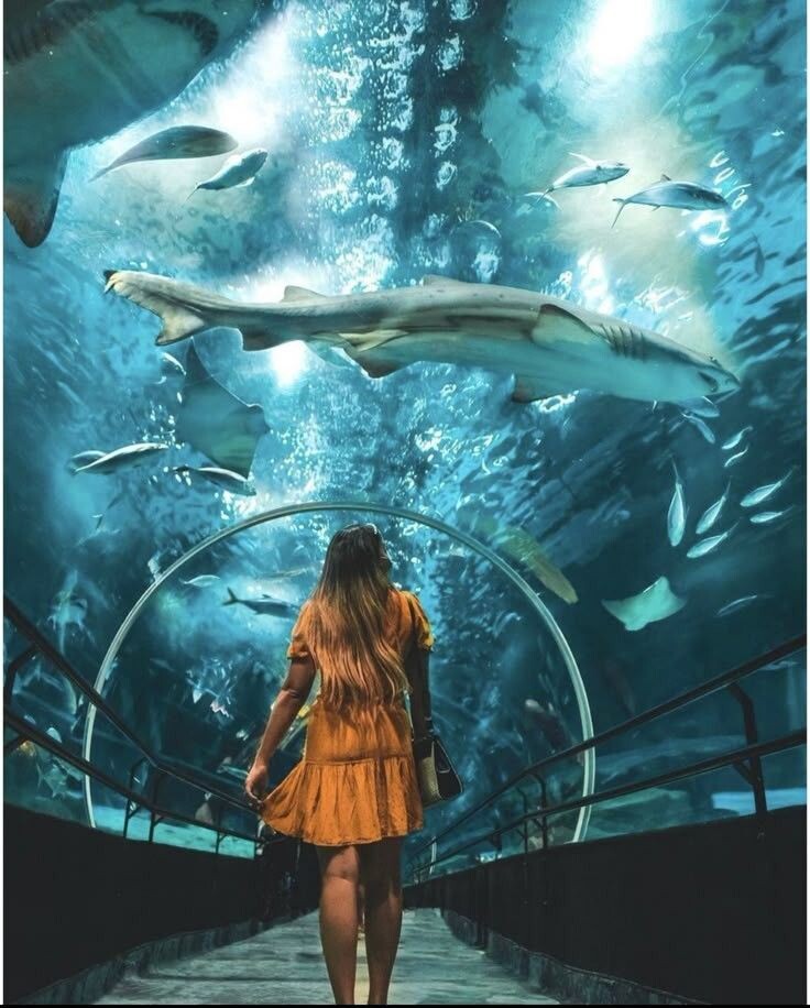 Dubai Aquarium & Underwater Zoo ( Знаменитый Дубайский аквариум Dubai Mall)