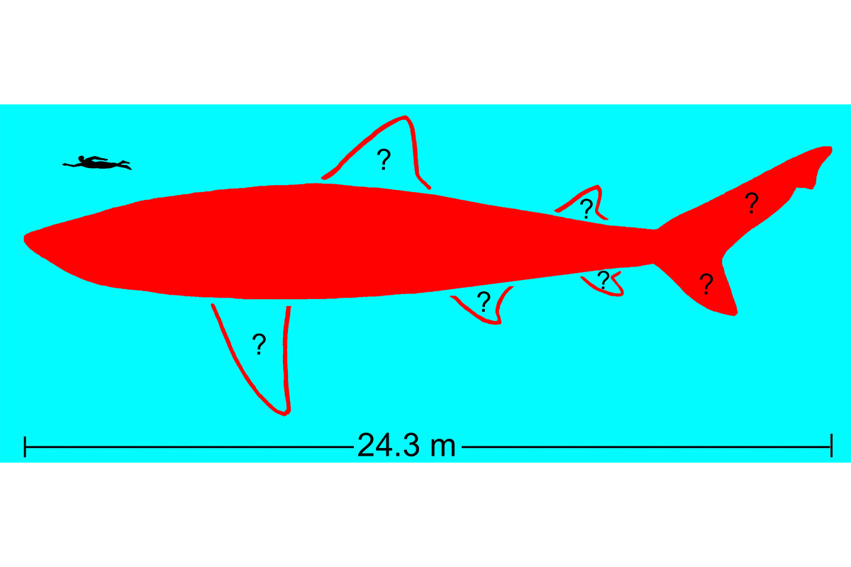 Kenshu Shimada, DePaul University, Chicago📷Изображение тела вымершей мегазубой акулы Otodus megalodon длиной 24,3 м. Точная форма, размер и положение большинства плавников остаются неизвестными на основе имеющихся ископаемых данных; также для сравнения размеров изображен взрослый человек