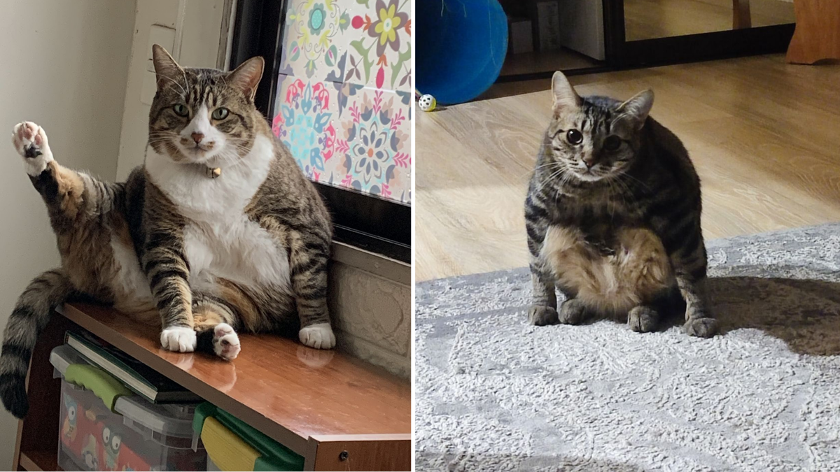 "Обычный котик без финтов"? Ну не скажите...