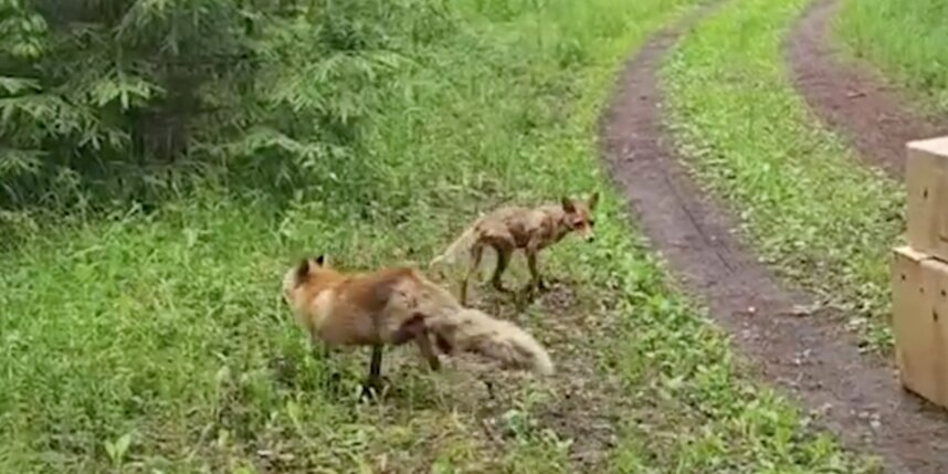    скриншот видео