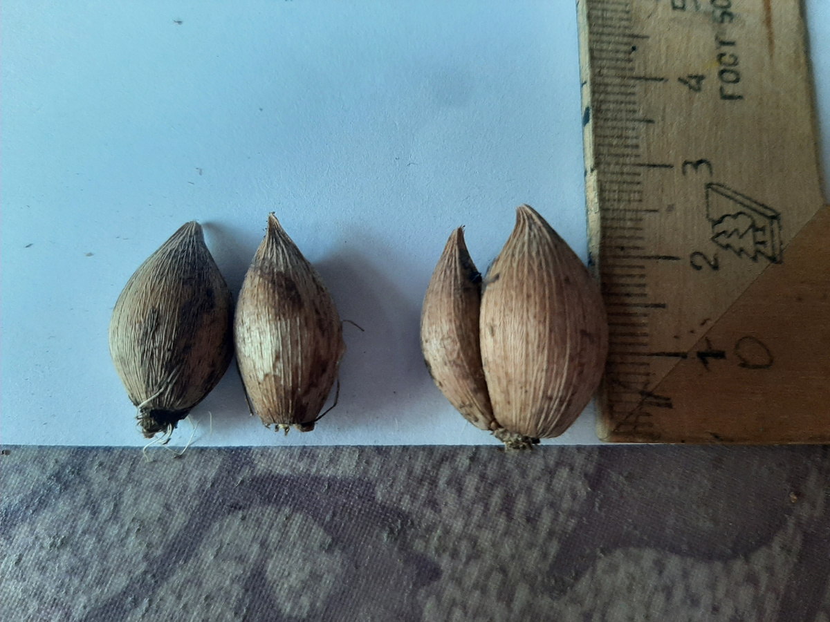 Две луковицы слева 30 рублей и одна двойная справа 30 рублей