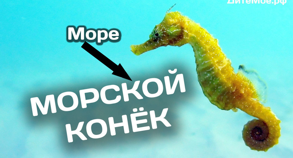 Главный обман раскрыт: зачем на самом деле существуют морские коньки