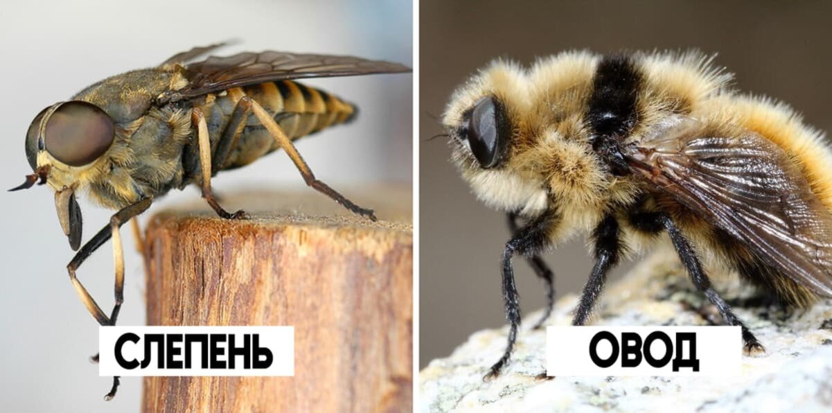 Изображение взято с сайта https://lgz.ru/upload/articles/7b9/otzi6rcjo4b0vyhlcxkm19ef3p8xnvkd.jpg