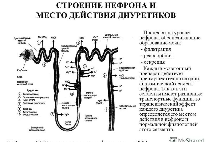 Что такое диуретики и как они работают?