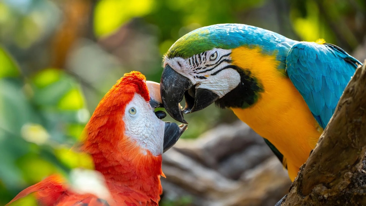    Между нами попугаями.Shutterstock.com