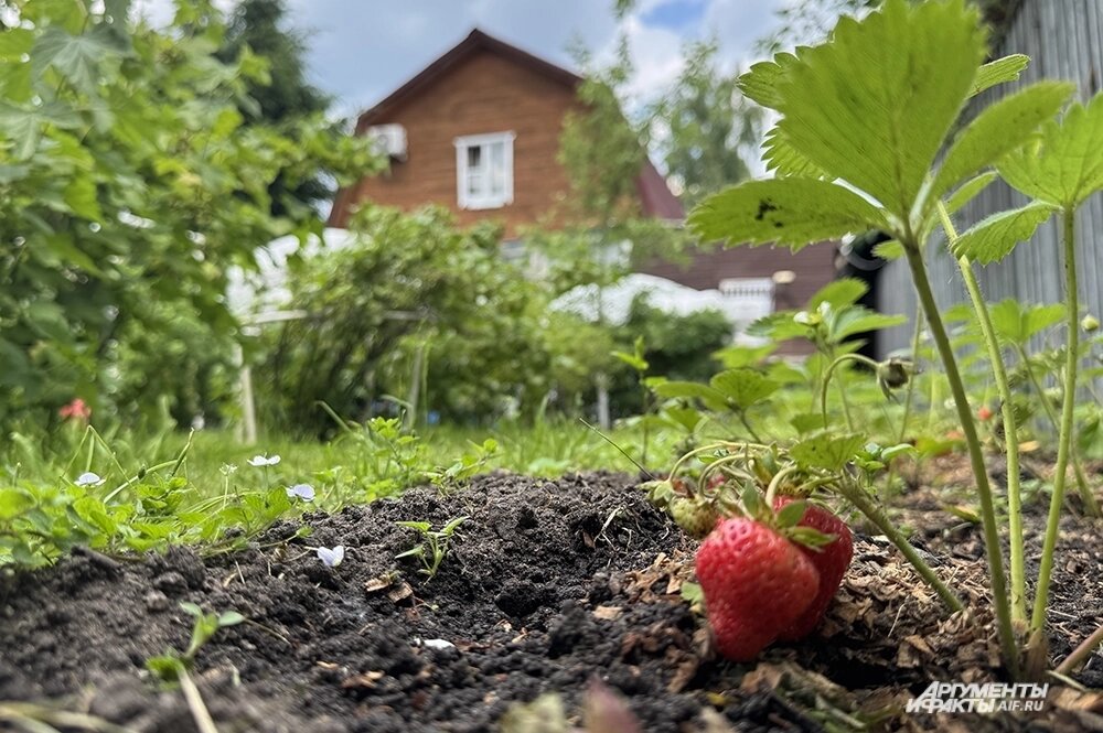    В этом году на участке появилась земляничная поляна. Фото: АиФ/ Ольга Сапрыкина