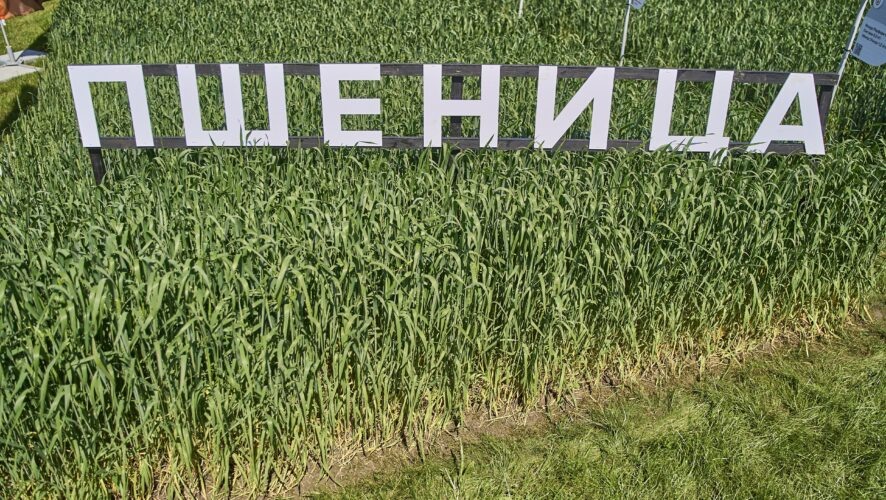    KazanFirst/Сергей Журавлев