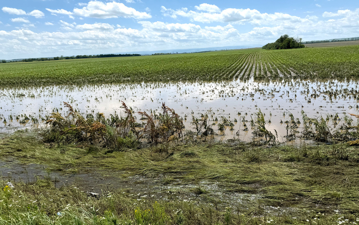 Более половины урожая на таких полях погибло. Фото автора.
