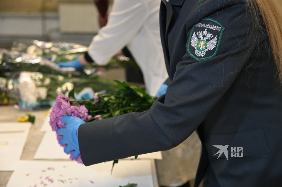    В партии хризантем из Китая нашли вредителя Ольга ЮШКОВА