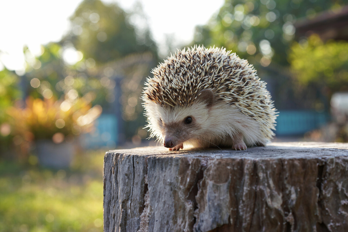    Фото: Shutterstock/Thanisnan Sukprasert