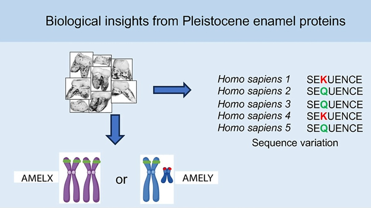 Palesa Madupe et al. / Cell, 2026