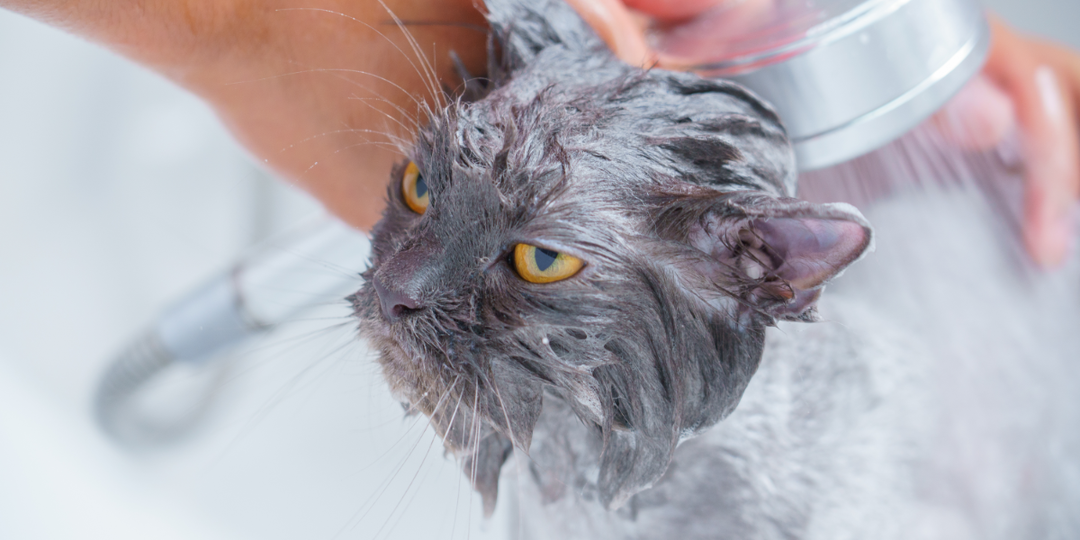 Можно ли вообще не мыть кошку: 5 случаев, когда без купания не обойтись