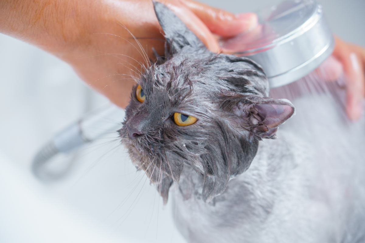 Кошку моют под душем 