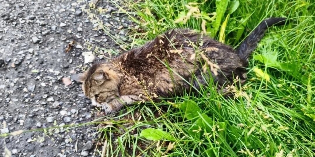 В Твери кошка почти сутки ползала в траве на передних лапах