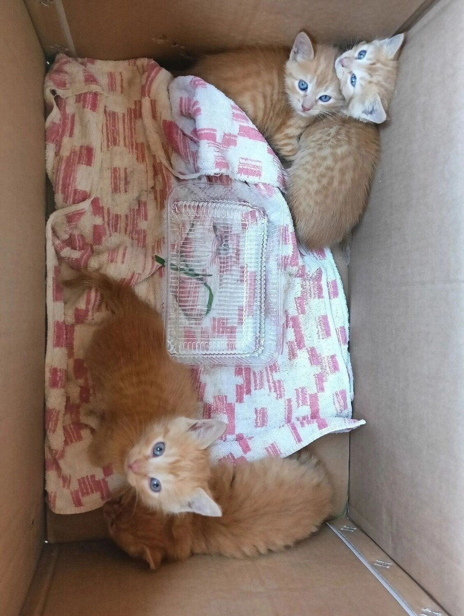   Котофонд/vk.com
