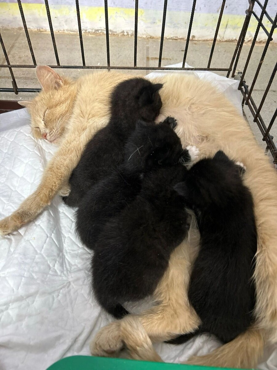   Котофонд/vk.com