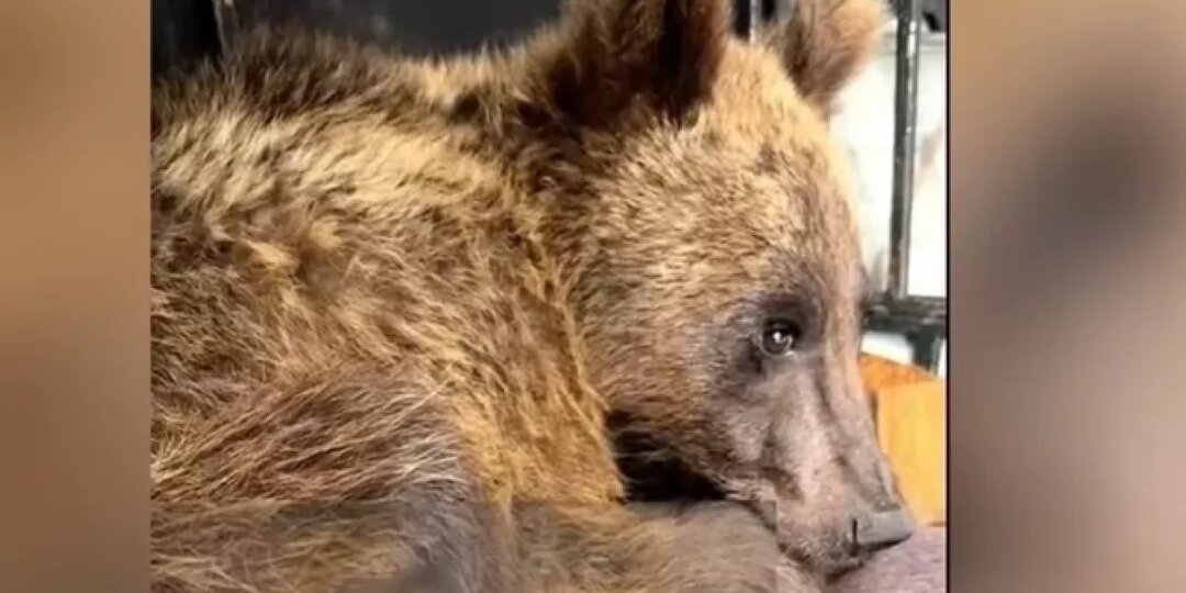 Раненого медвежонка из Сочи везут на лечение в Москву