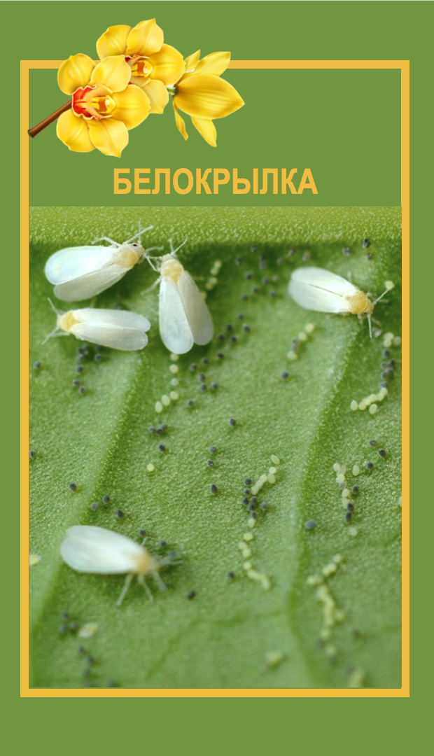 Вредители домашних орхидей. Орхидеи С Еленой Кузнецовой