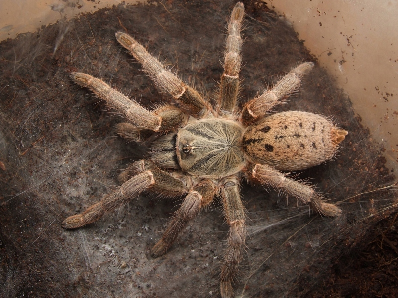 Pterinochilus lugardi