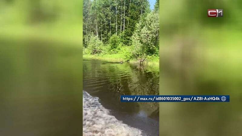    Медвежий заплыв: бурого медведя обнаружили на реке вблизи Мегиона