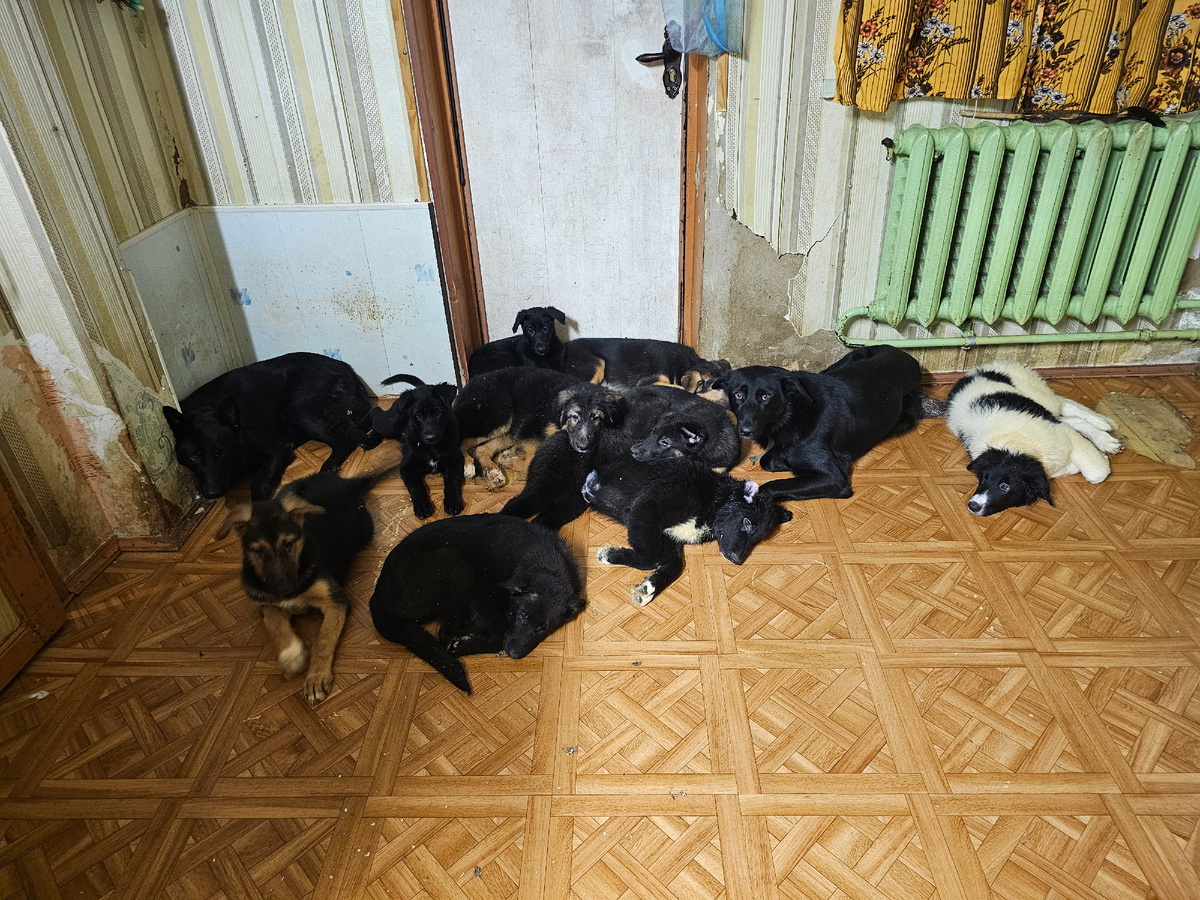 Фото автора. Аля и Миля с детками. Малышам 2,5 месяца жизни и нужны прививки.