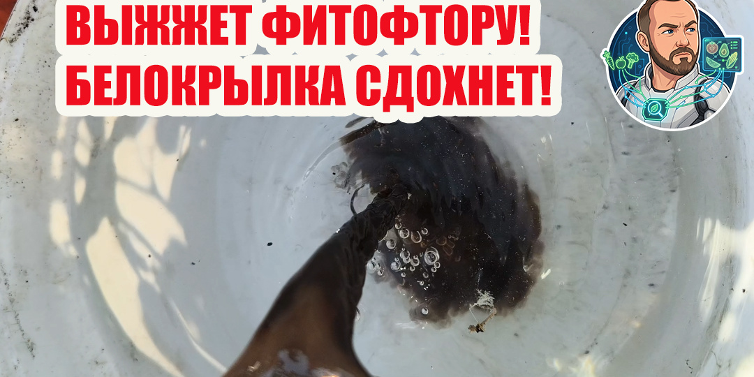 🌿✨ ЗЕЛЕНЫЙ — В ВОЗДУХ, ЧЕРНЫЙ — В КОРЕНЬ! ГОТОВИМ "ВЕДЬМИНО ЗЕЛЬЕ" от всех болезней и вредителей ✨🌿