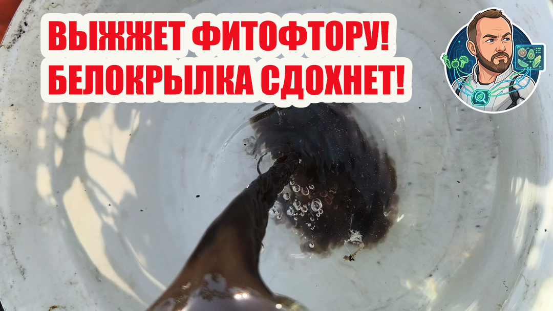 Черный раствор - действительно эффективное средство для борьбы с болезнями и вредителями растений