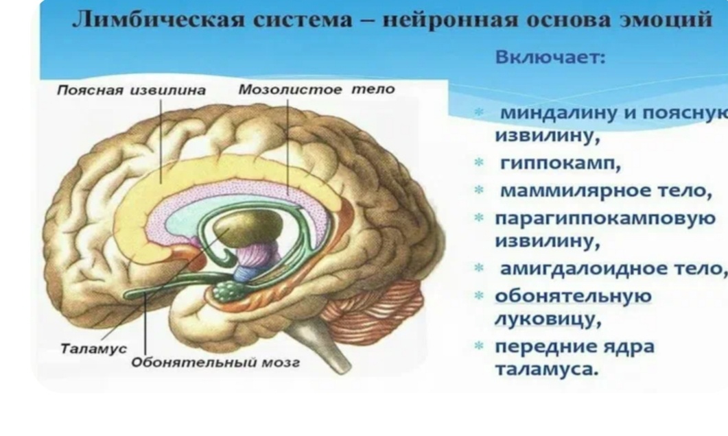 Обонятельный тракт и лимбическая система. Фото из свободного доступа в интернет. 