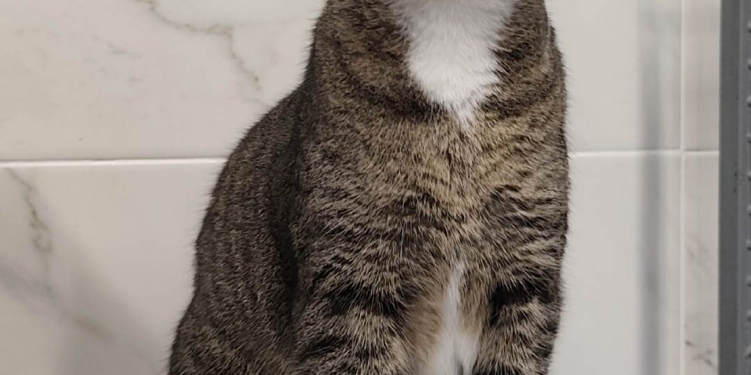 Кошка Киса мечтает о доме❤️🐾